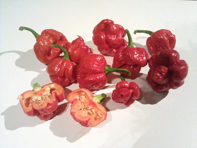 The Trinidad moruga scorpion. Measuring up to two million Scoville units, it was once the Guinness Book of World Recrods holder for the hottest pepper in the world until it was dethroned by the Carolina Reaper pepper in 2013. Photo: Wikimedia Commons, user: Hankwang